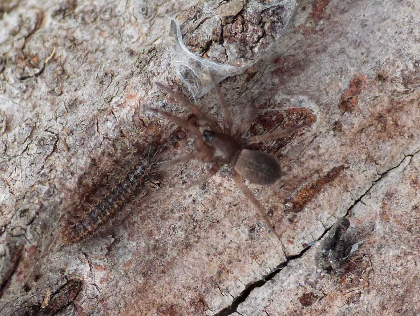 Haplodrassus cfr signifer - Ostia